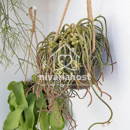 The Oasis El Medano, By Nivariahost 度假居